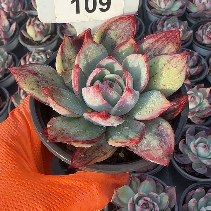 原***炸109 惊鸿仙子多肉植物6-9cm