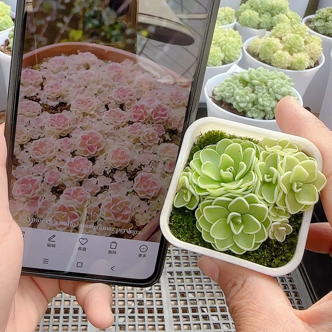【闪购商品】0916-25爱丽丝