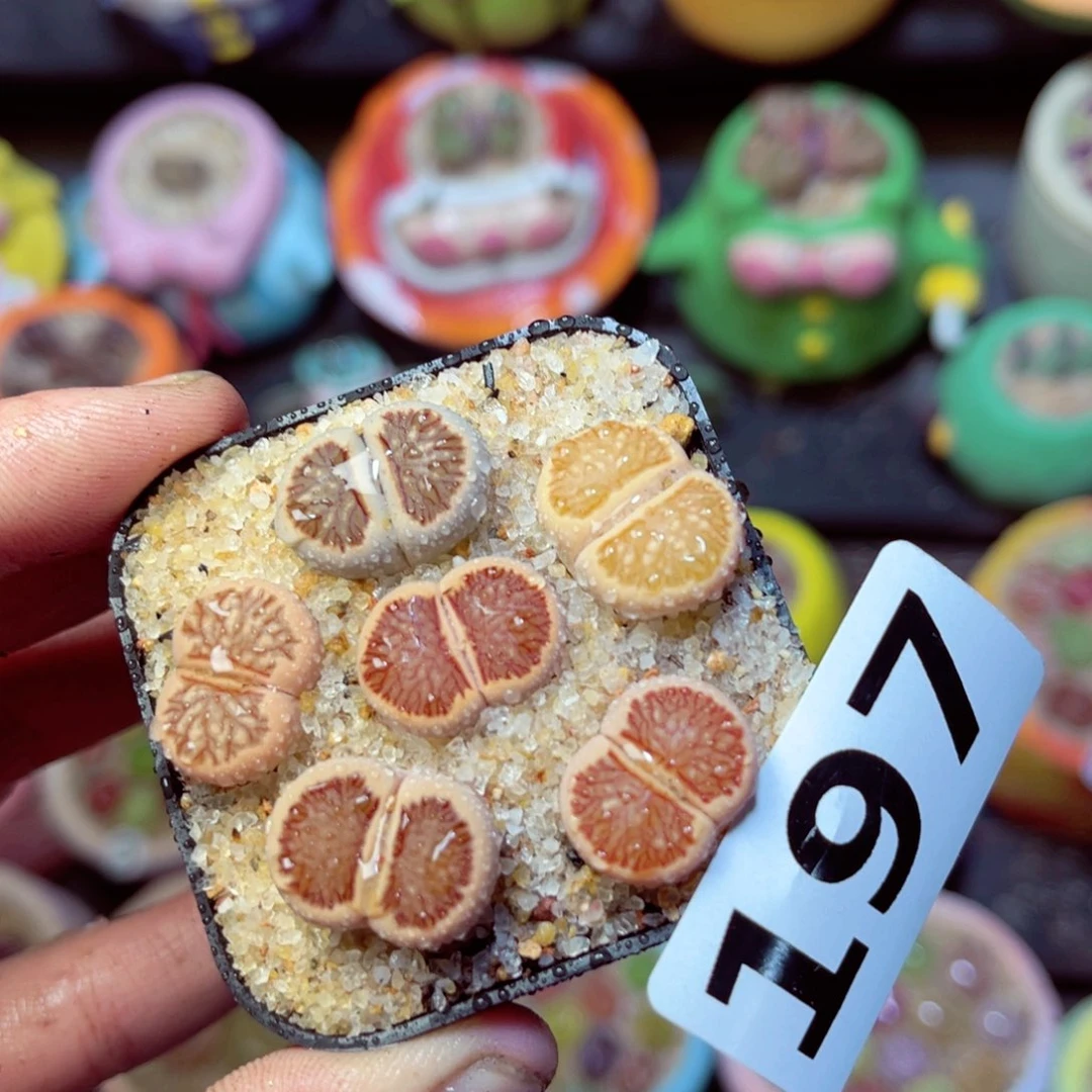 197生石花带盆发