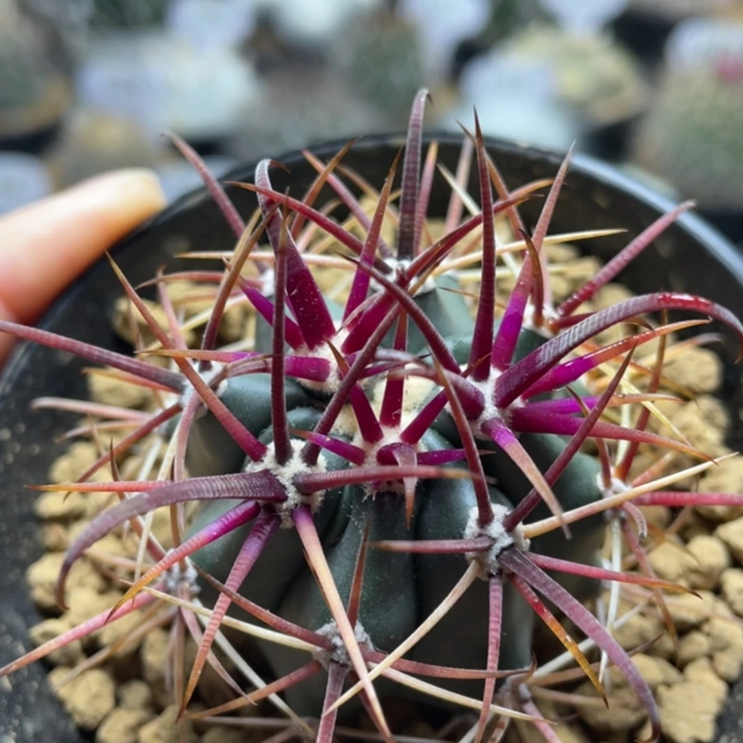 红刺金冠龙      折后价