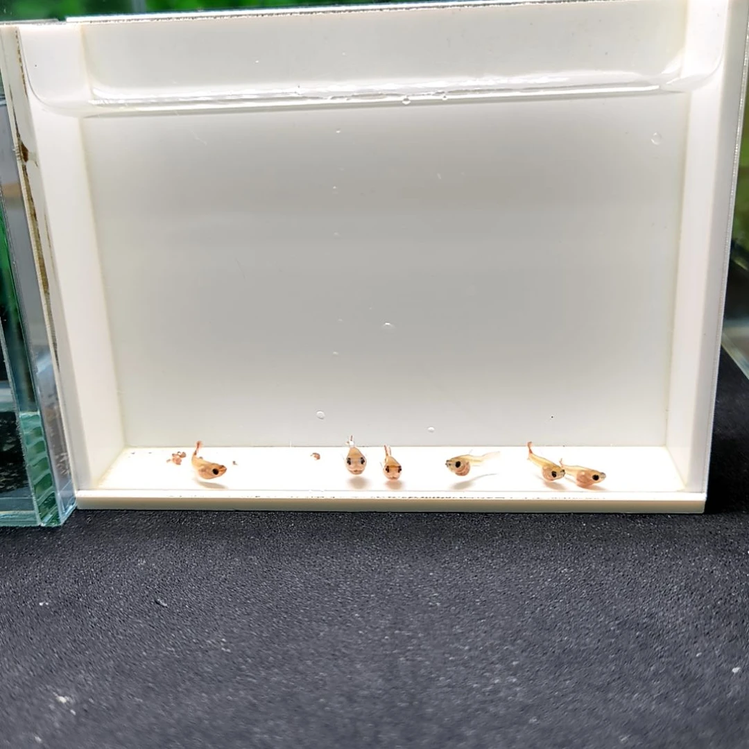 孔雀鱼红头玻璃猫苗子6条含一条被损。