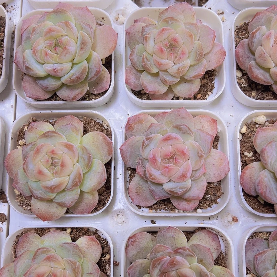 黛玉冰魄19包邮多肉植物