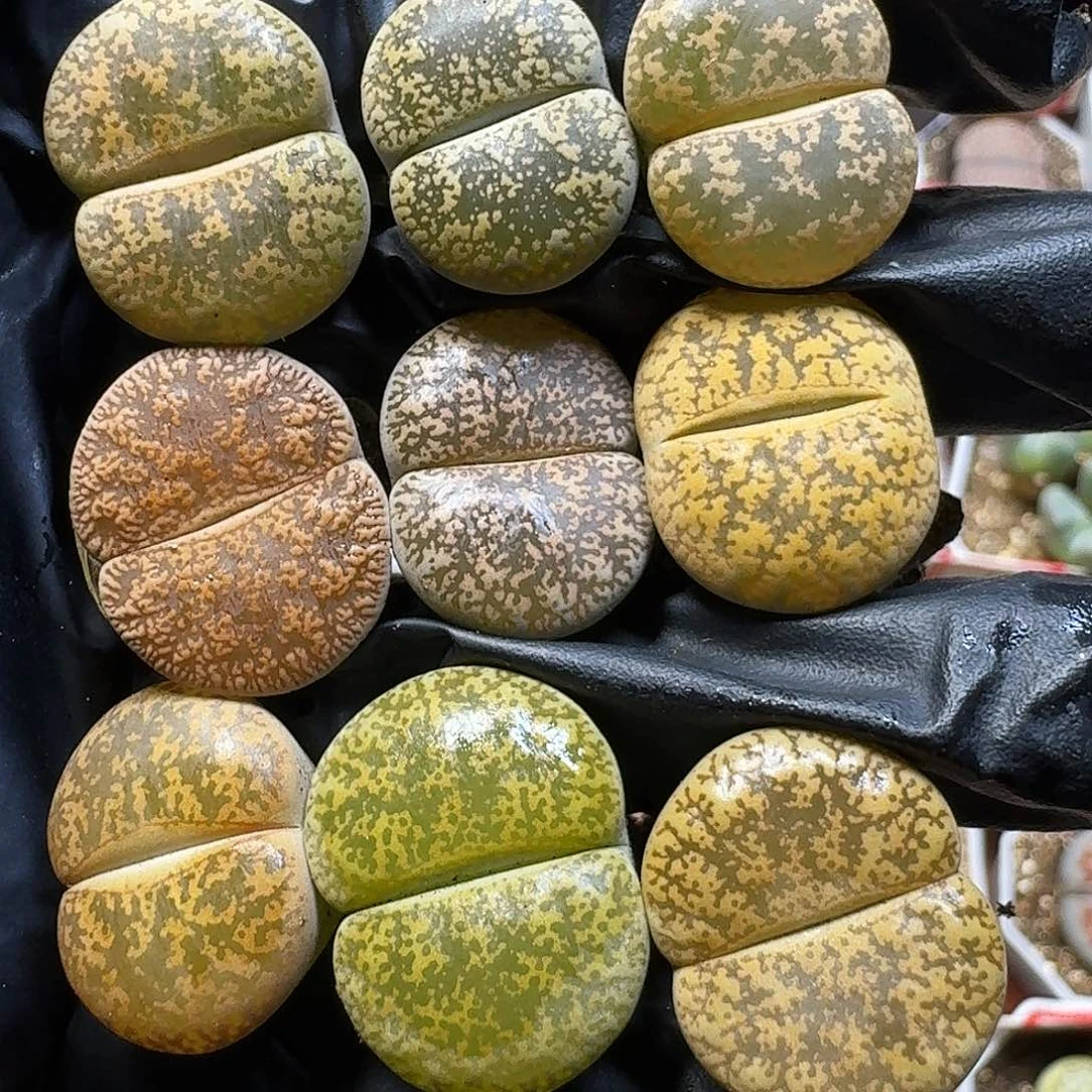 生石花111。 福利。  228