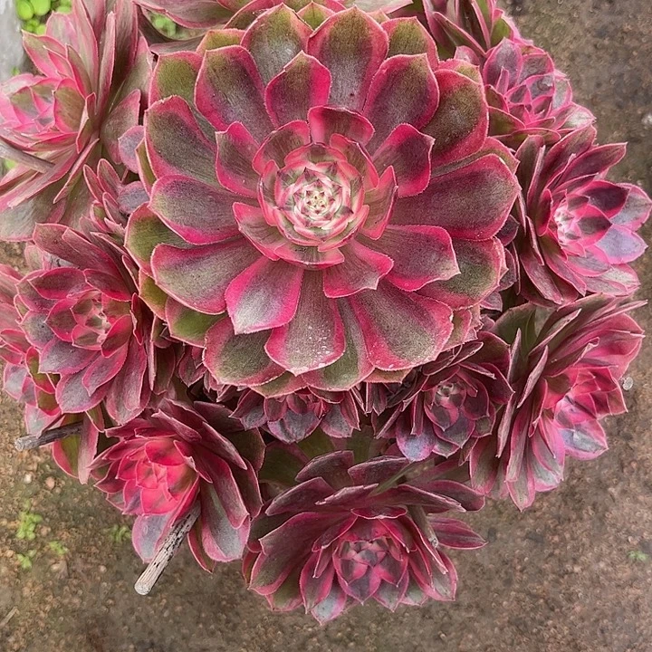 多肉植物云荷锦…………
