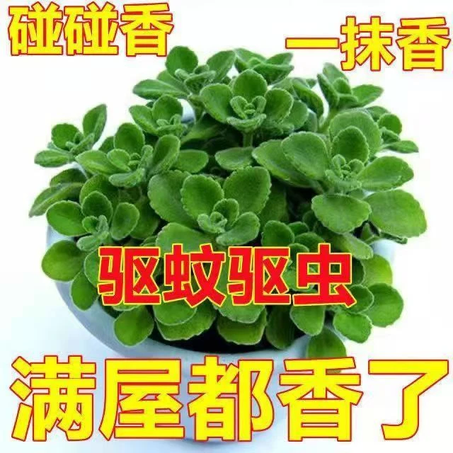 碰碰香一抹香香味盆栽浓香型绿植可食用客厅阳台驱蚊驱虫多肉植物