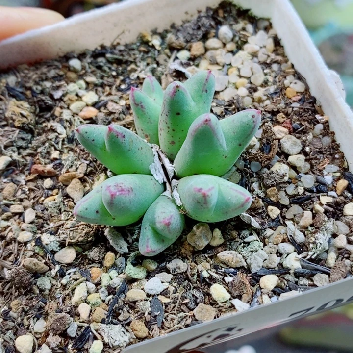 生石花花花花花花700