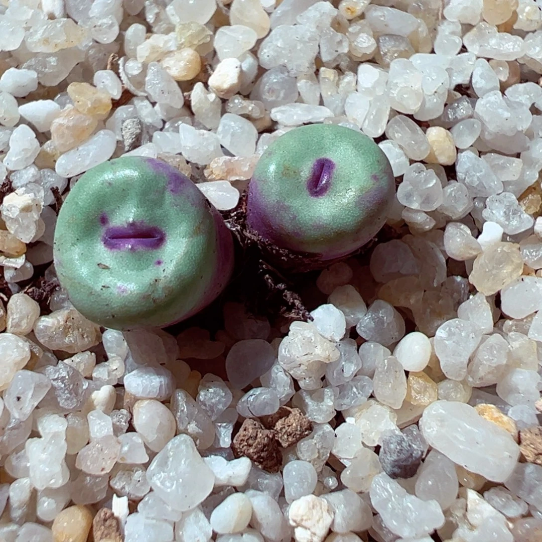 1112-419多肉多肉红嘴