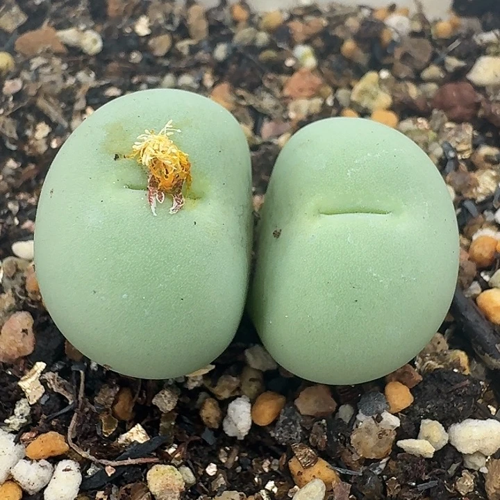 老马生石花双头鸽子蛋455