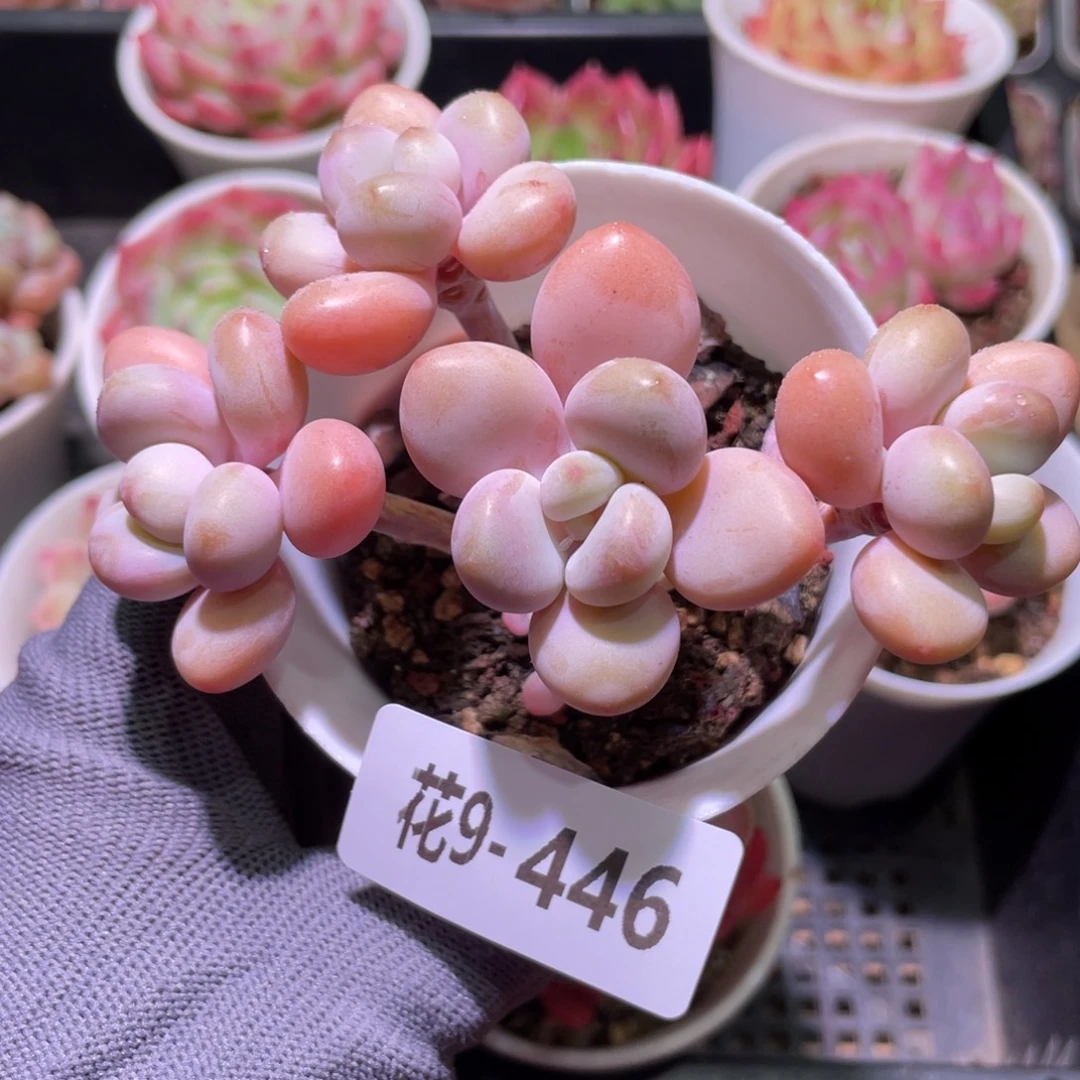 花利美9-446洛神群