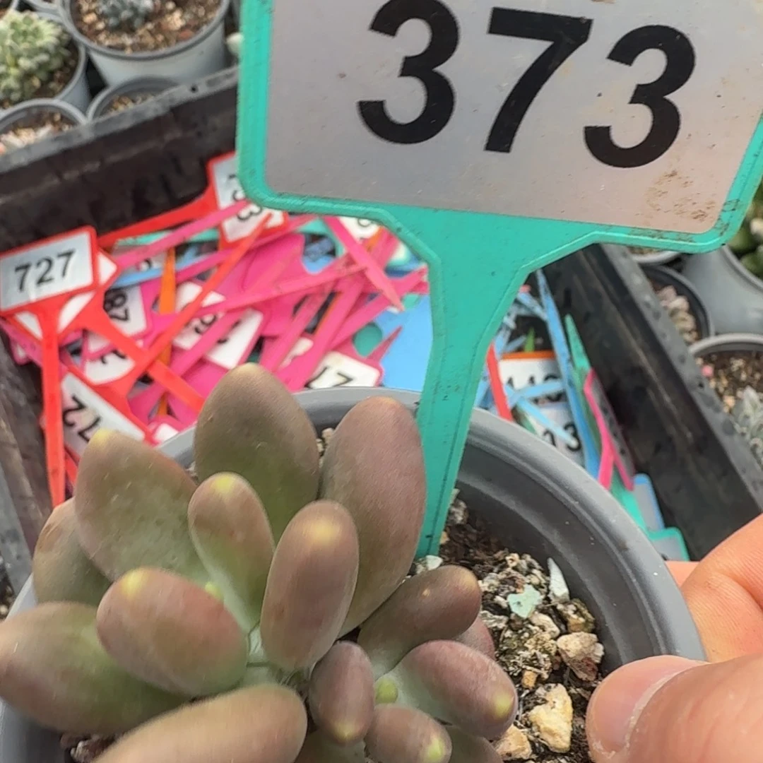 多肉植物漂亮多肉373