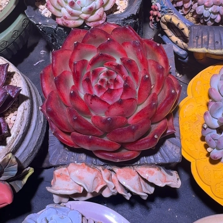 东云宝石 一物一拍