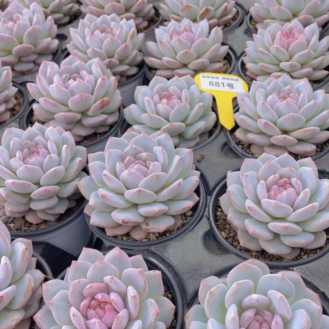 881号 星星橙大单头一个