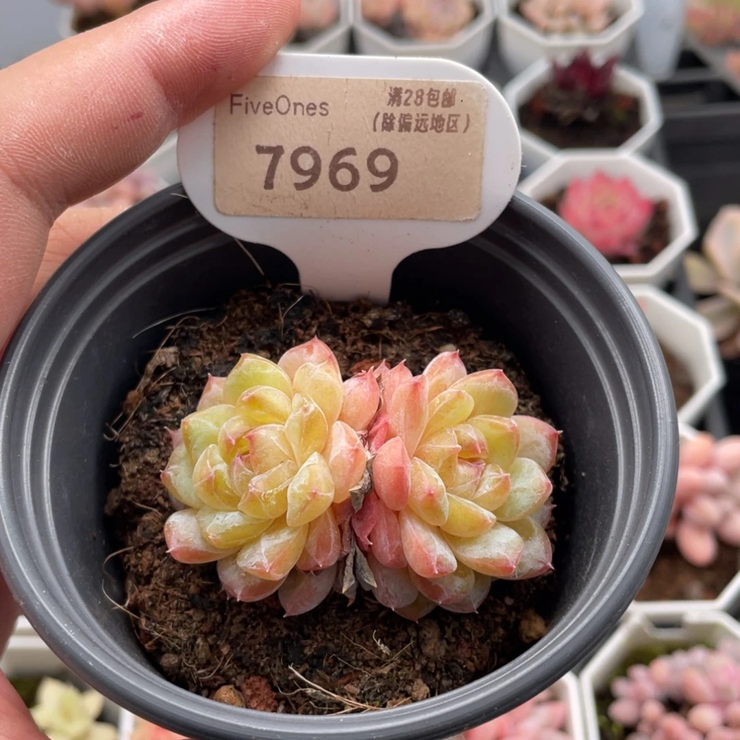 冰葡萄7969-5.5厘米