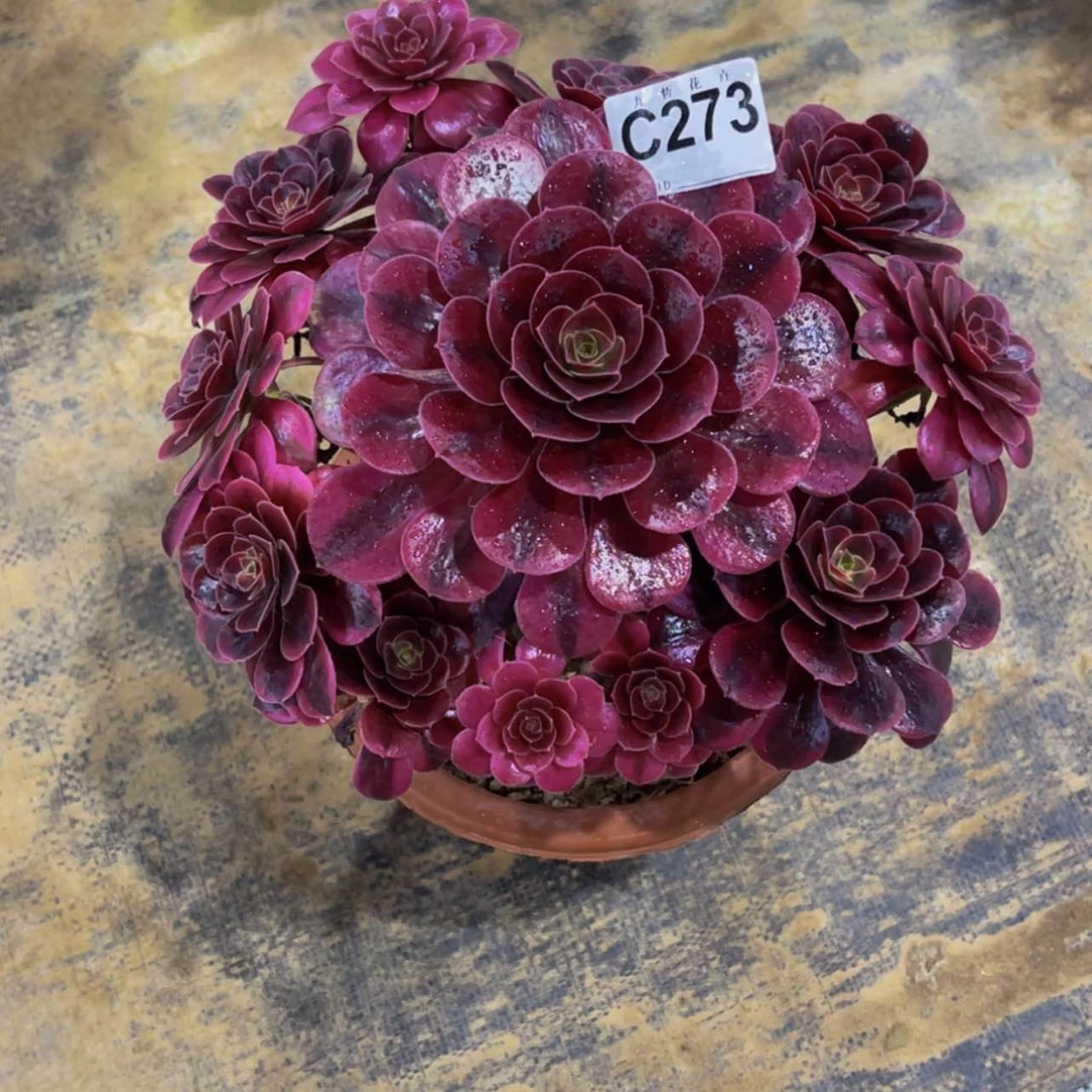 【闪购商品】贝*27300