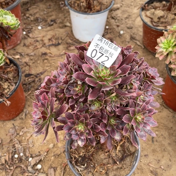 072蒙娜丽莎手捧1号棚