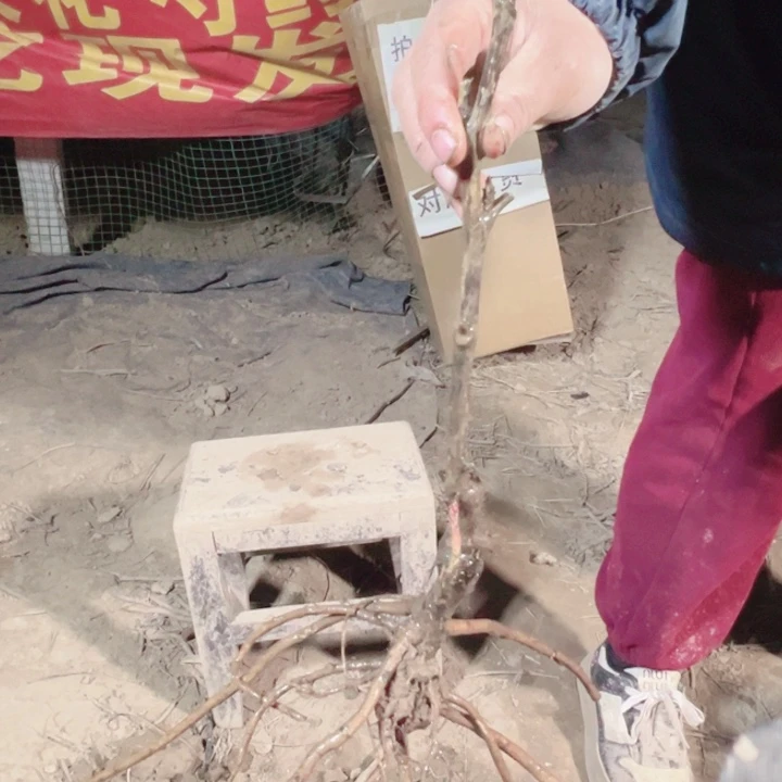 当前无花栽培后可以开花方纪