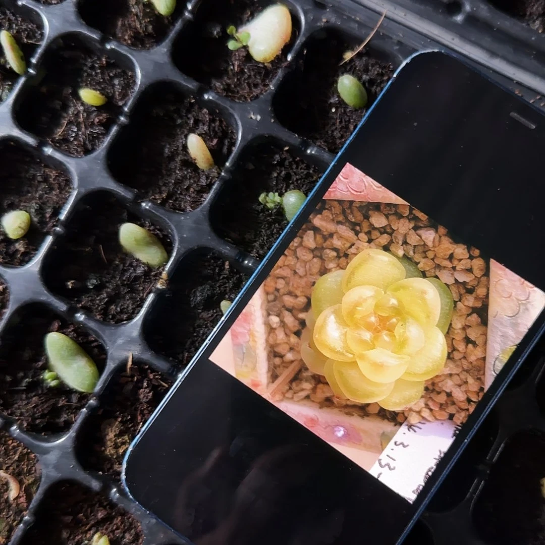 M292风花秃脸芝麻穴一个满25包邮