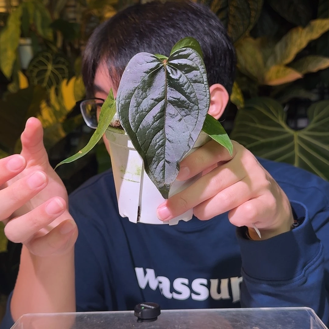 完全开放P53女王之心