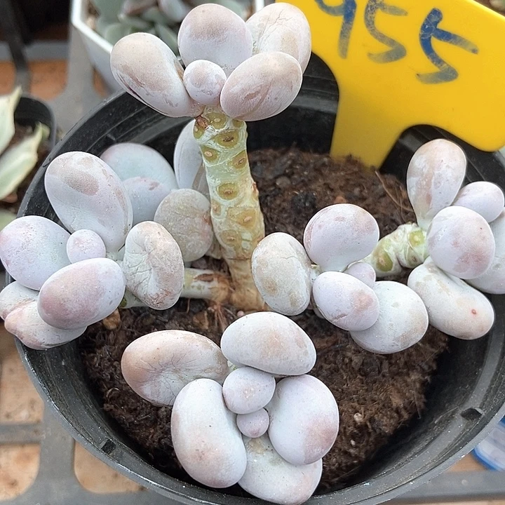 多肉植物橙雪球955