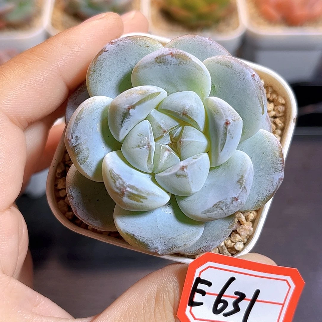E631一物一拍 玉瑶