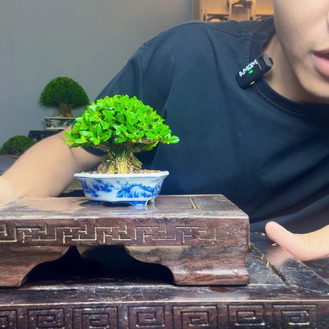 1***6无花朵黄杨盆景一物一拍