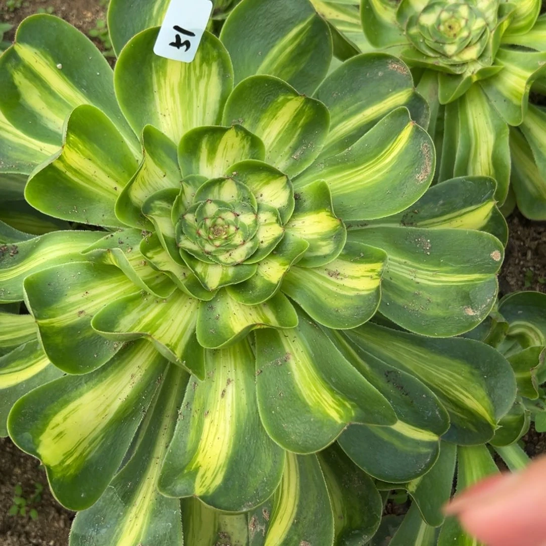 51暴君多肉植物紫