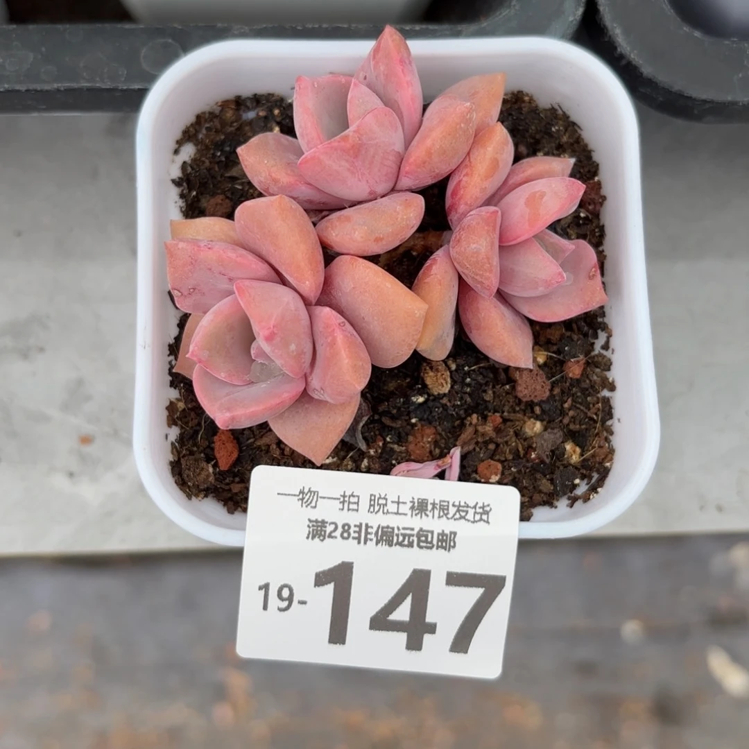 彩虹糖老桩多肉多肉