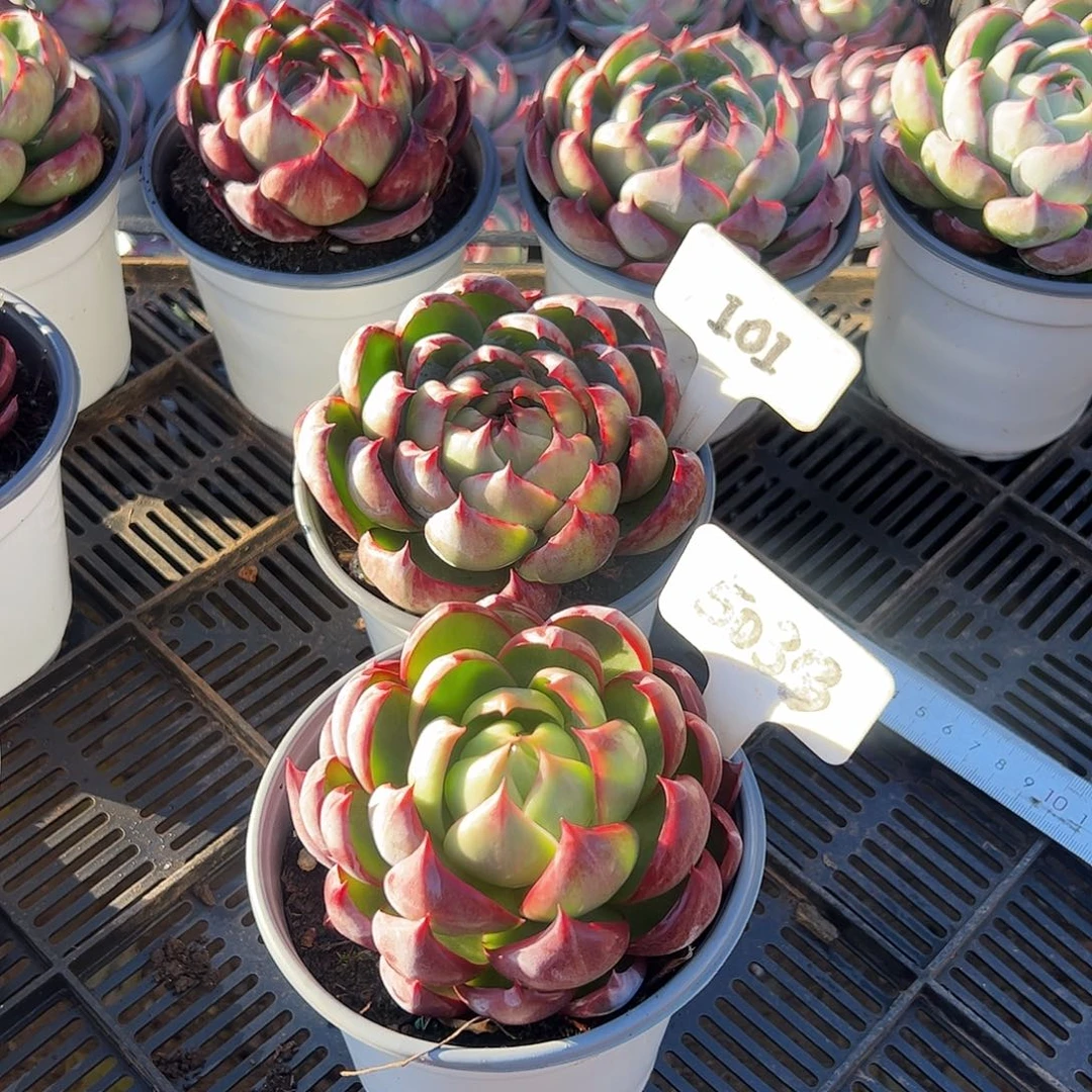 惊鸿仙子101.5038号