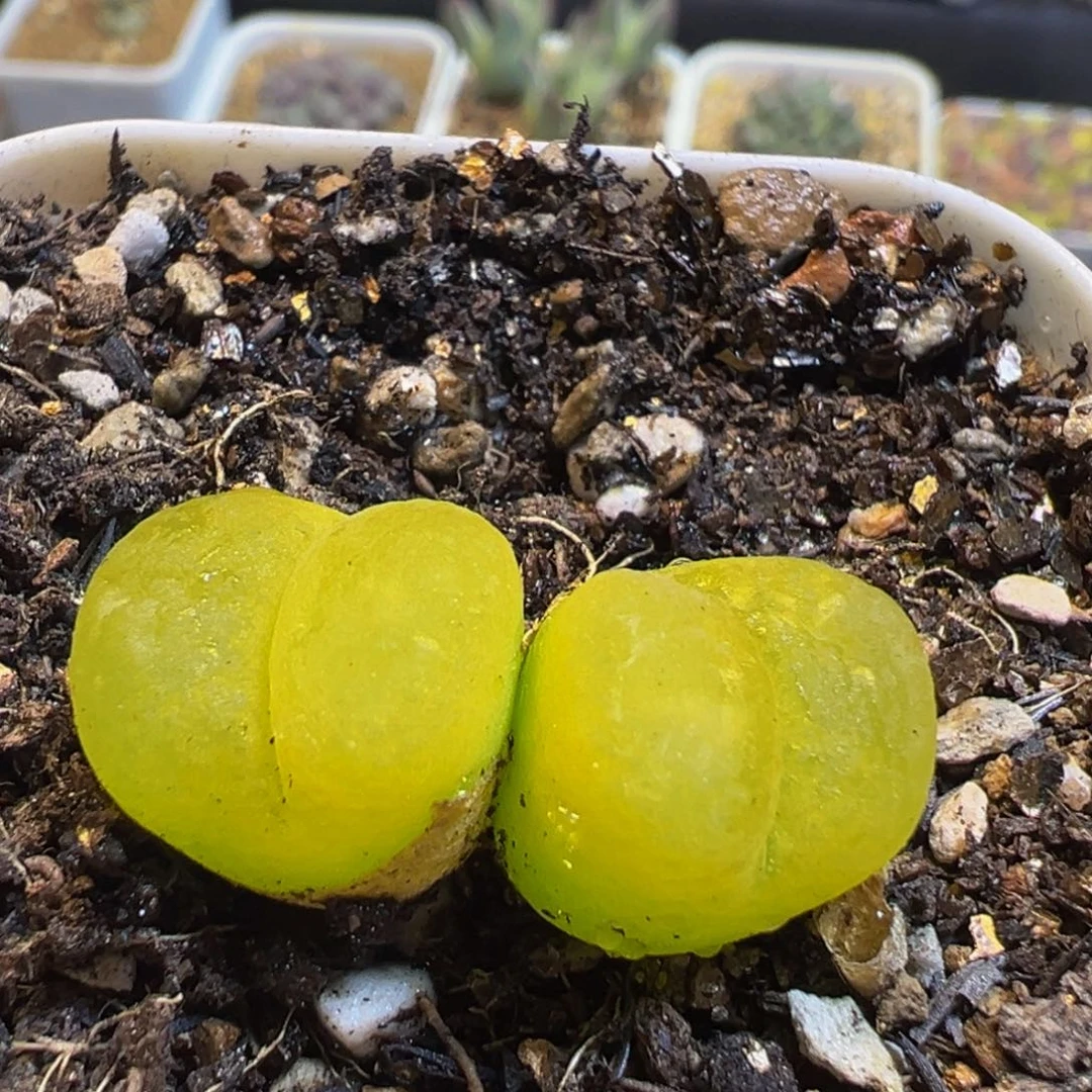 92多肉植物百科知识
