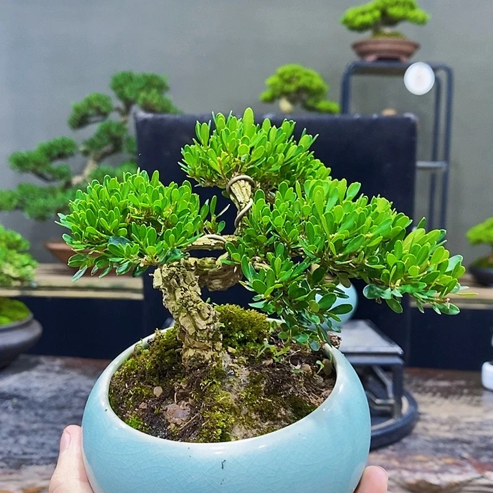 无花朵M黄杨盆景四季常青