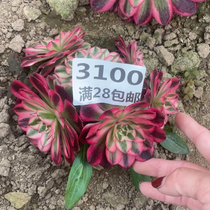 3100三号棚倾城多肉植物W