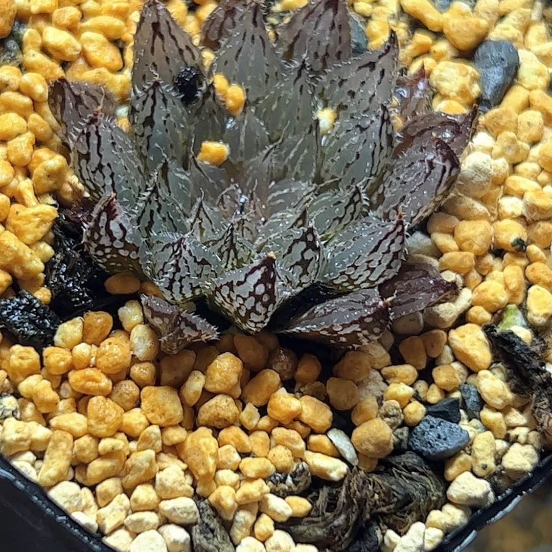 岩兰十二卷多肉植物满