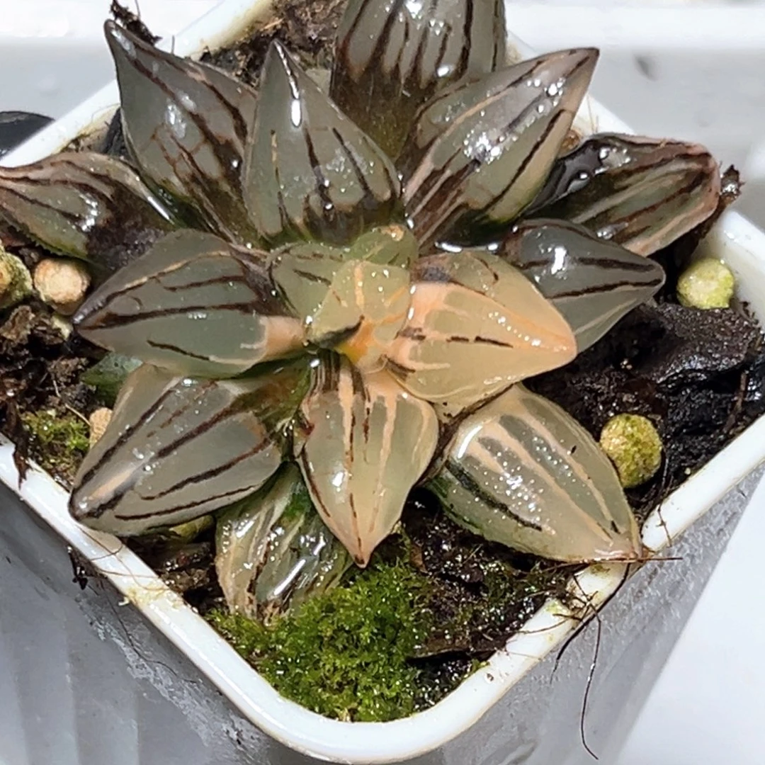 恭喜发财大吉大利5278