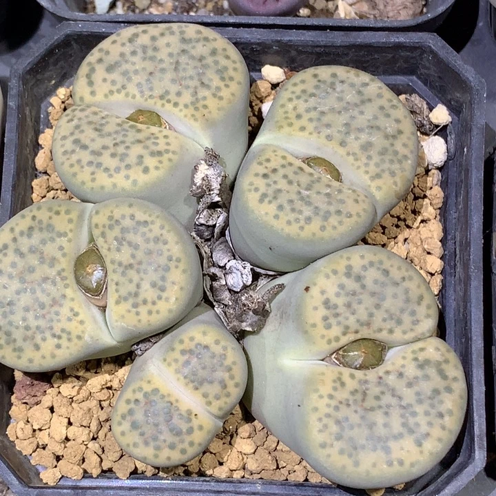 精品多肉植物精品多肉