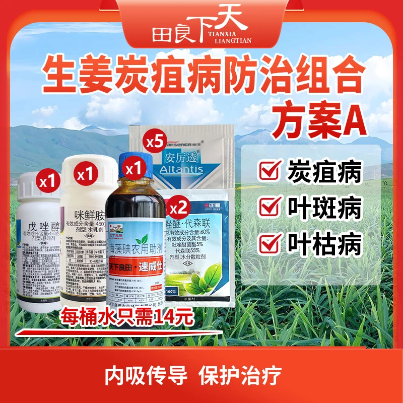 生姜炭疽病防治组合方案A/B