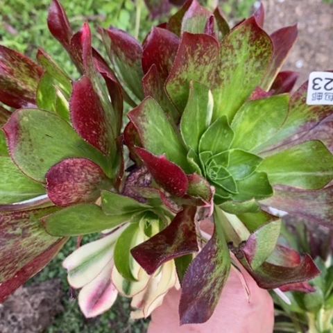 823嫁接魅影七彩满25包邮多肉