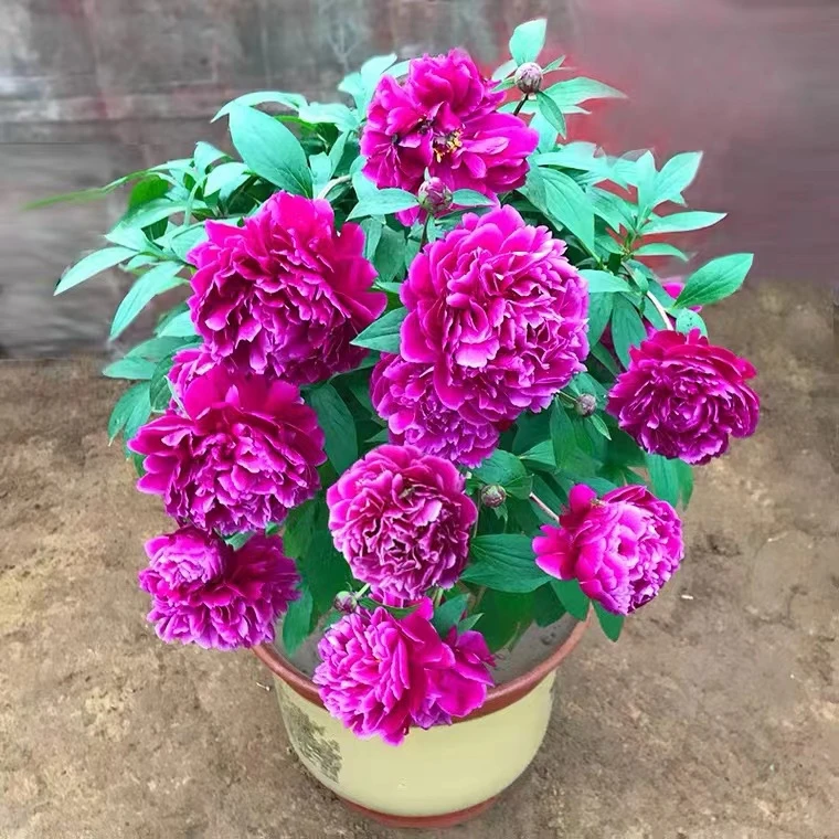 芍药花带盆栽好5月开花包邮