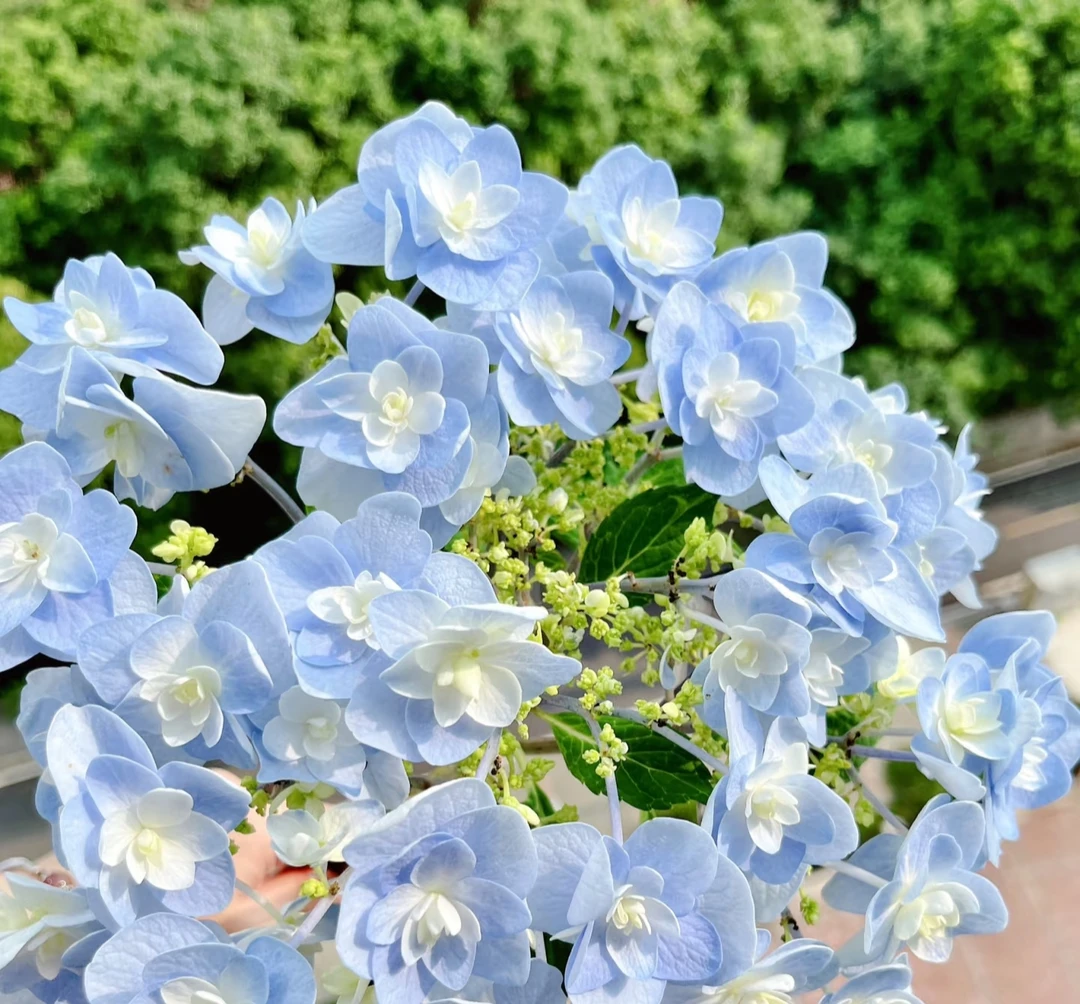 头花大花绣球耐热耐寒长花期室内室外地栽盆栽好养花卉