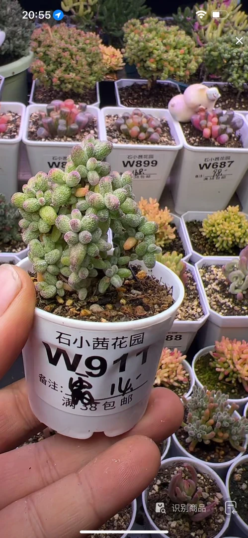 霞-白糊斑-多肉植物枝干番杏