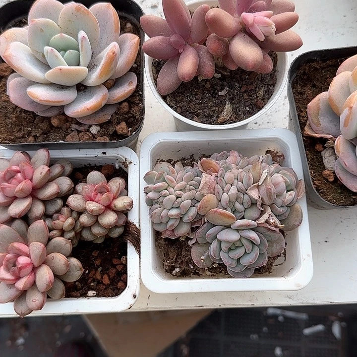 ?****5青蛙王子儿童牙膏111