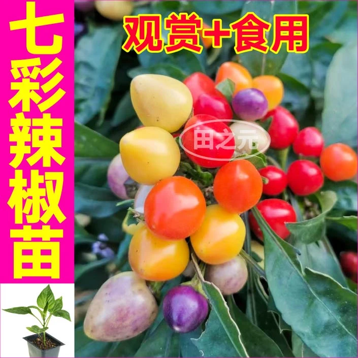 山东寿光七彩多彩小尖椒苗秧多彩六彩小辣椒四季盆栽食用观赏颜值