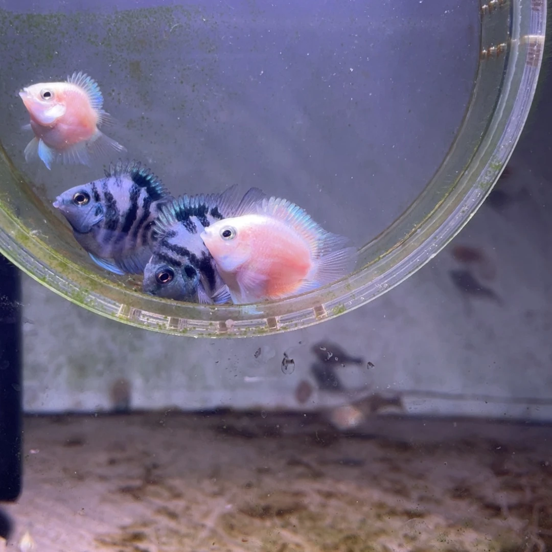 短鲷鱼白金宝蓝一组6条