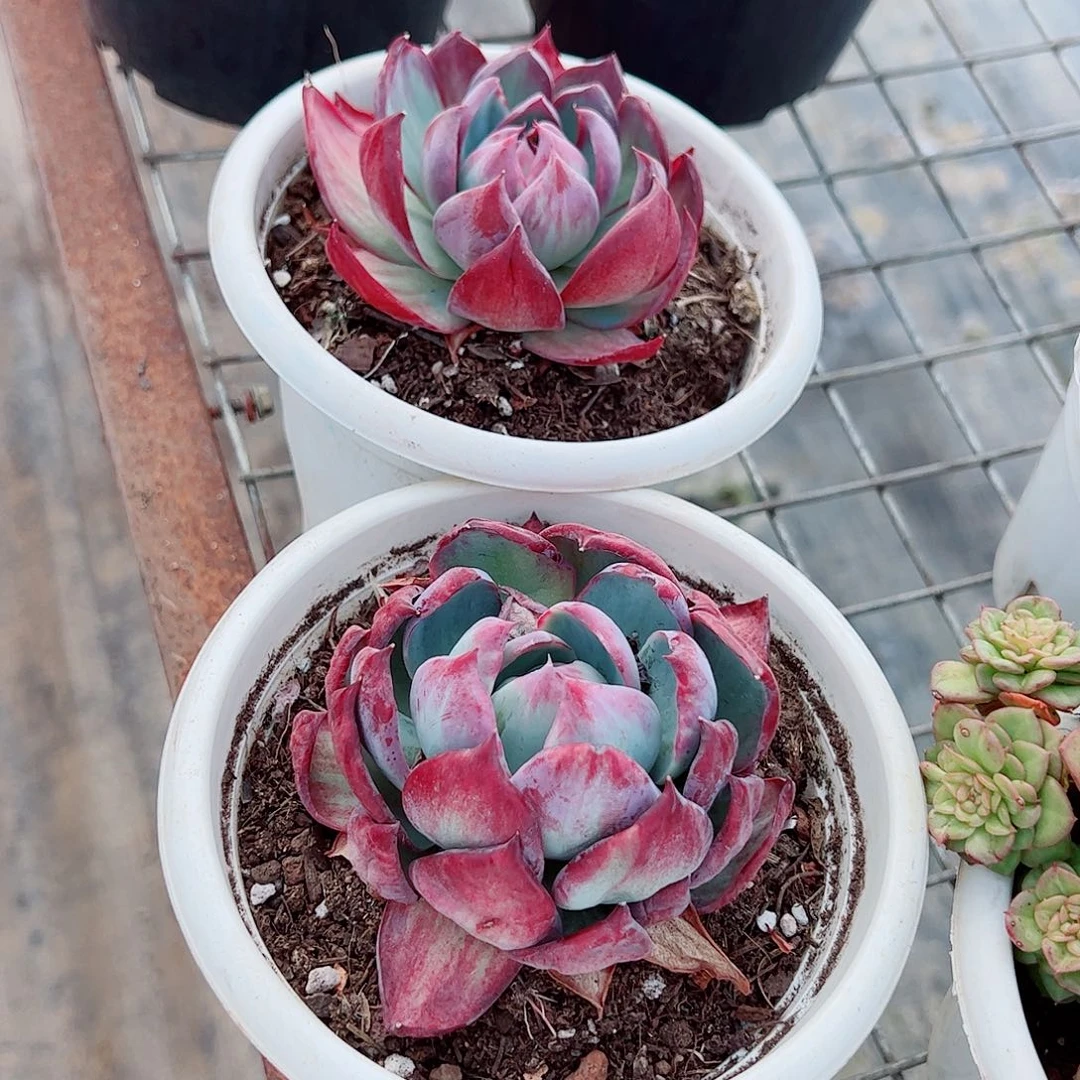 惊鸿仙子大单头精品