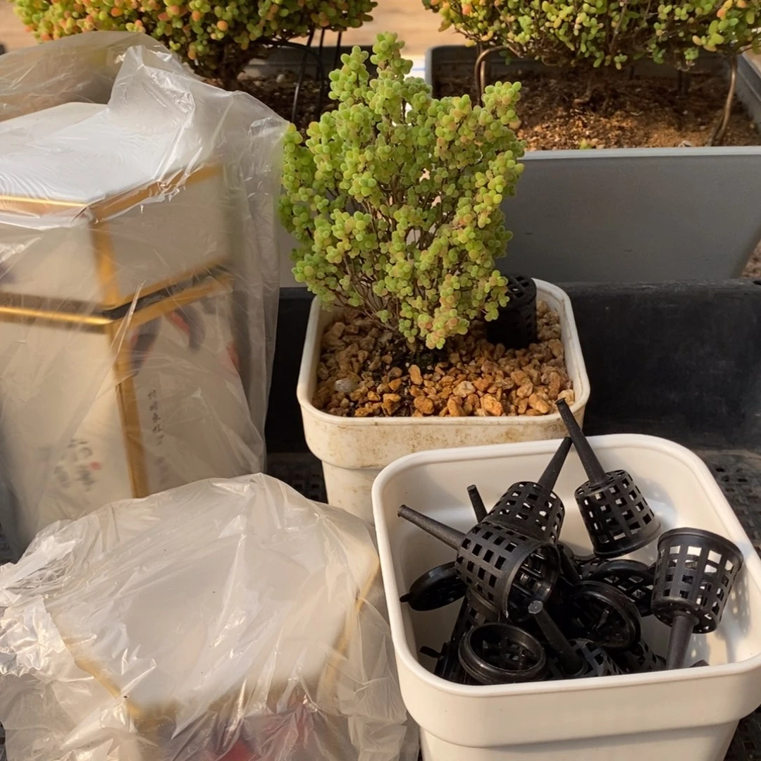 枝干番杏多肉植物225