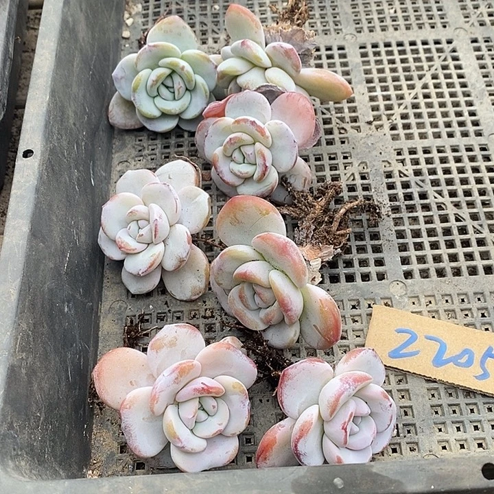 暖***笑无花朵2205号一物一拍雪莲