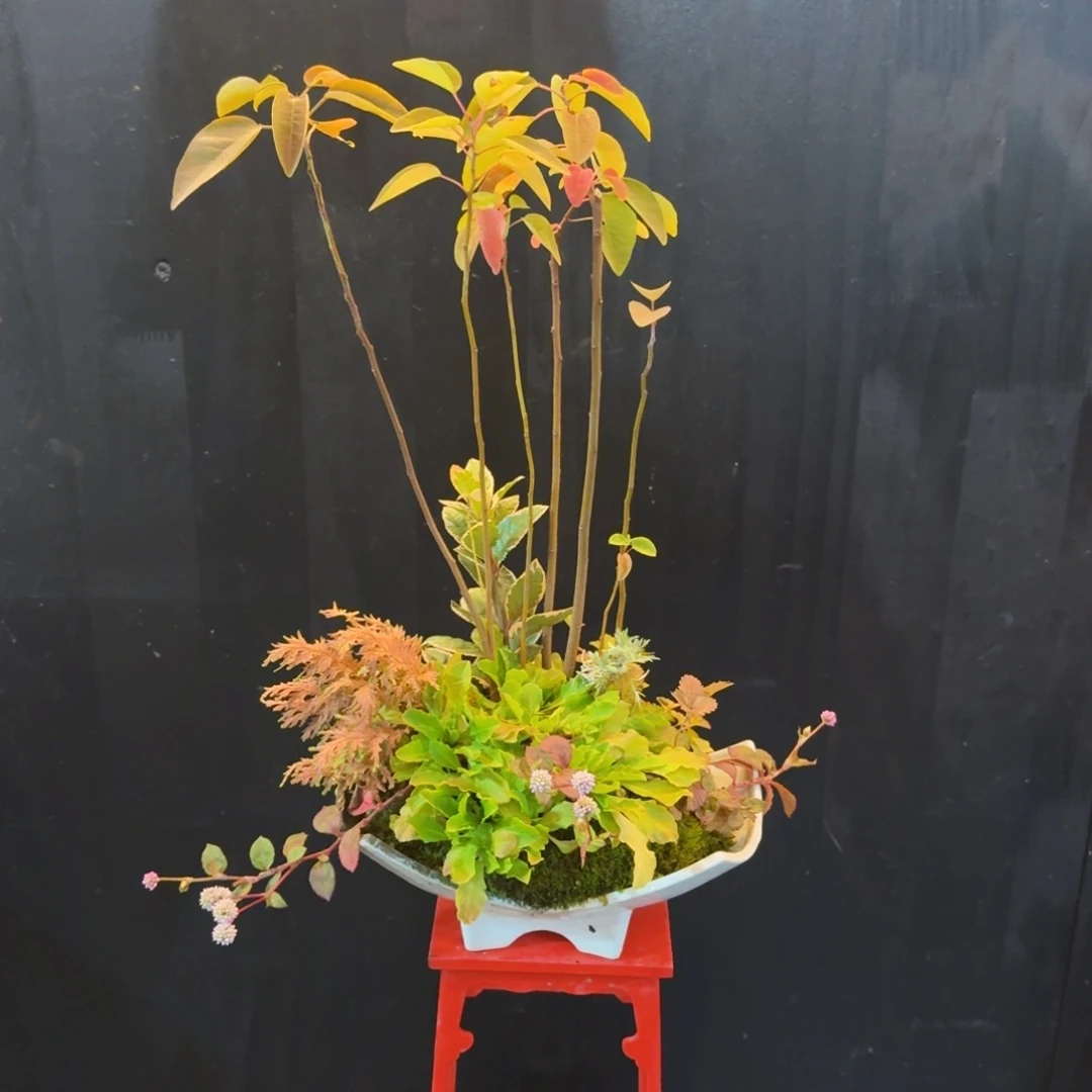 无花朵山野草日本盆器