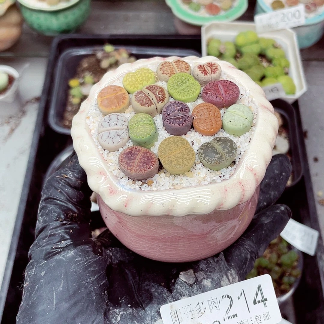 生石花满18包邮1022-214
