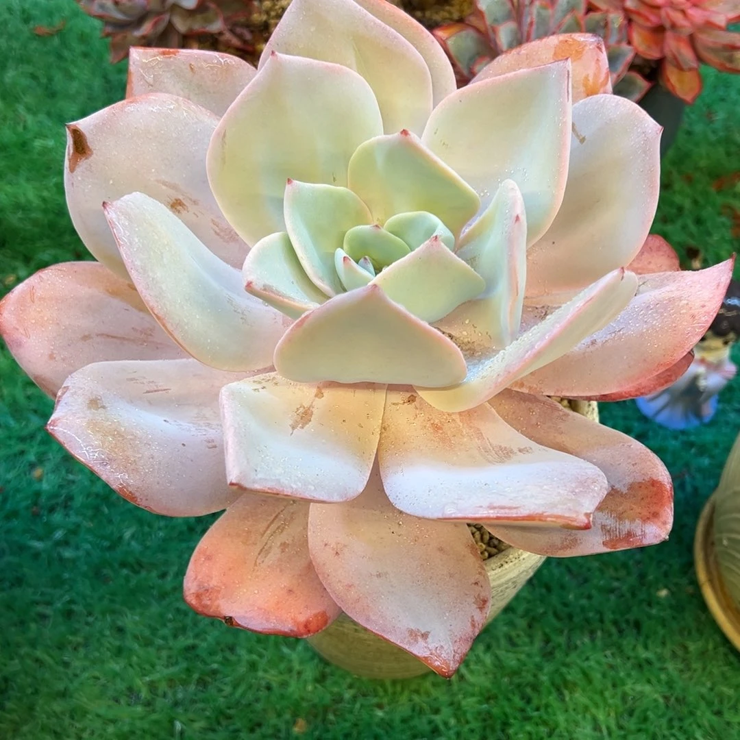 奶茶，，，，，，，，，，，，，，，，，