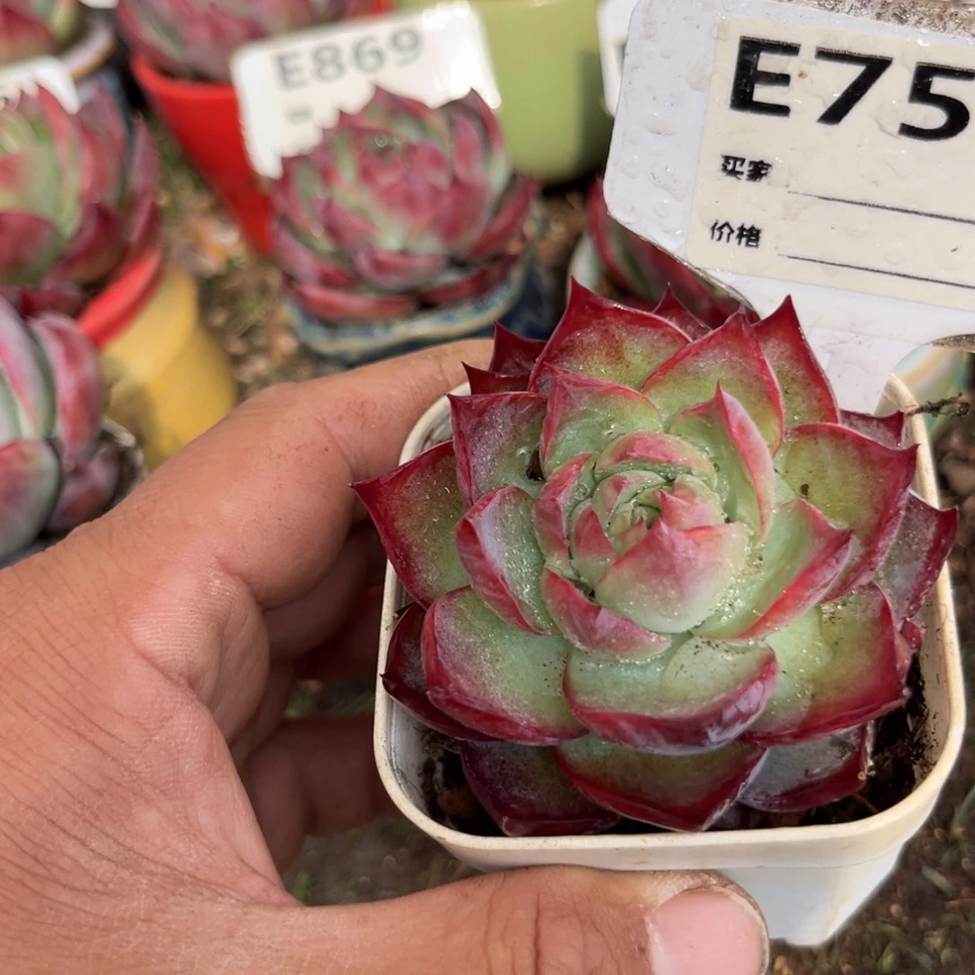 惊鸿一瞥753号多肉