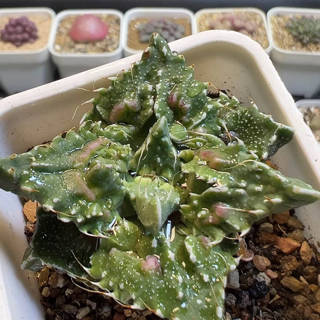 52多肉植物百科知识